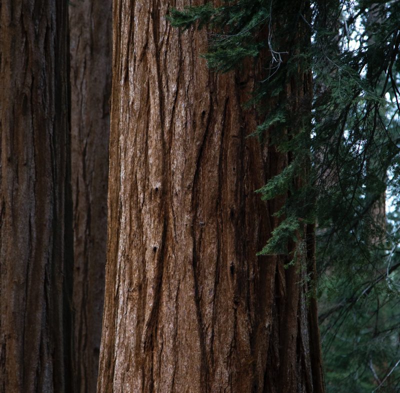 En stam på ett träd i en skog